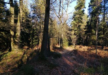 Randonnée Marche Spa - Arboretum et boucle dans Berinzenne - Photo
