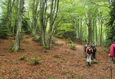 Tocht Stappen Savignac-les-Ormeaux - cabane du roc de Sorgeat  - Photo