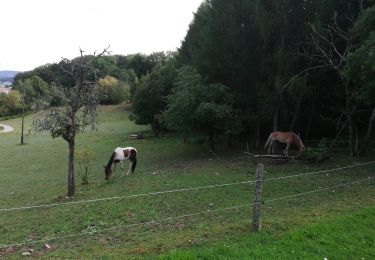 Tour Wandern Remiremont - promenade forêt - Photo