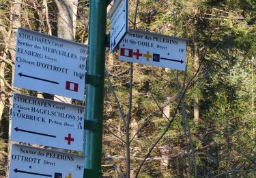 Trail Walking Ottrott - tour du mur paien - Photo