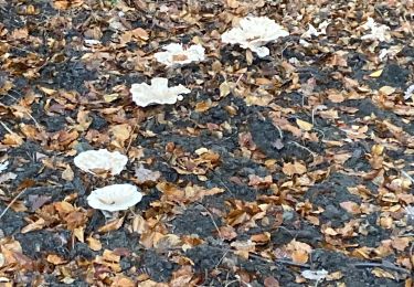 Trail Walking Saint-Hubert - Awenne - Photo