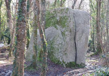 Trail Walking Plouhinec - PR_56_Plouhinec_EA_05_Les-Sous-Bois-De-St-Fiacre_Circuit1b_20240106 - Photo