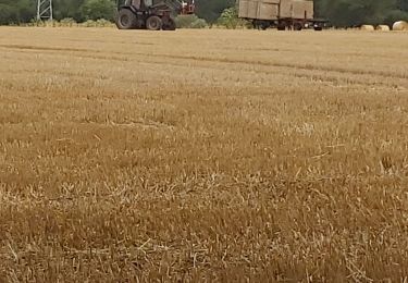 Randonnée Marche Livarot-Pays-d'Auge - Cerqueux  - Photo