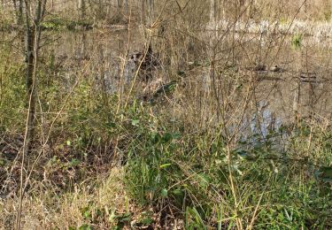 Trail Walking Beaumont-sur-Oise - carnelle forêt  - Photo