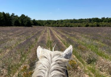 Trail Horseback riding Simiane-la-Rotonde - Provence 2025 J4 - Photo