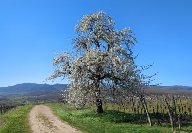 Trail Walking Rosheim - Rosheim Rosenwiller Boersch Bischenberg - Photo