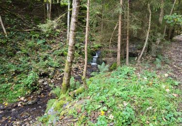Trail Walking Houffalize - Engreux 151023 - Photo