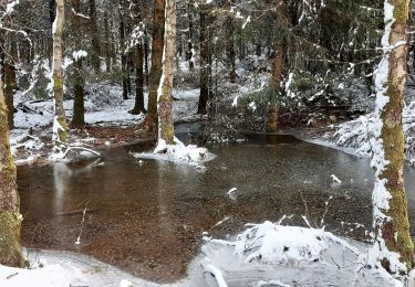 Tour Wandern Weismes - Baraque Michel - Photo