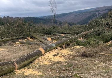 Trail Walking La Roche-en-Ardenne - Boucle Samree par Berismenil  - Photo