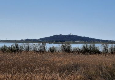 Tocht Mountainbike Agde - Blagnas - Photo