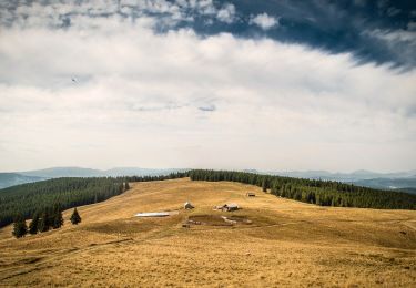 Tocht Te voet  - Rusca – Cabana Giumalău – localitatea Valea Putnei (yellow stripe) - Photo