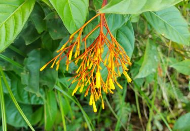 Trail Walking Le Lorrain - Carabin - Morne Jacob N2 - Photo