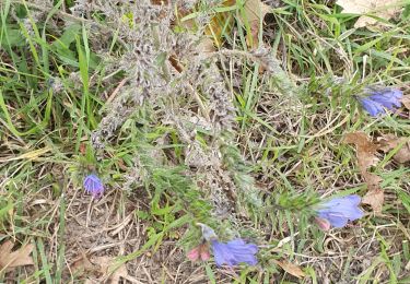 Tour Wandern Larchant - autour de Larchant  - Photo