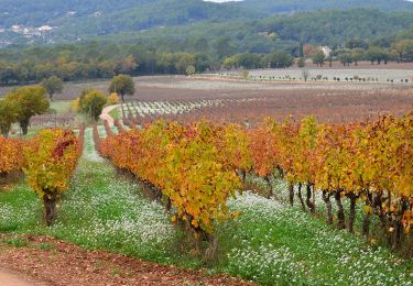 Tocht Stappen Les Arcs-sur-Argens - Chemin de Compostelle de Abbaye Celle Roubaud à Lorgues par Ermitage St Ferréol - Photo