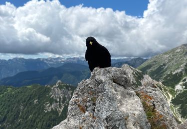 Trail Walking Bohinj - Visevnik - Photo