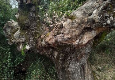 Tour Wandern Viols-le-Fort - Viols le Fort chemin des tombes aven Vidal - Photo
