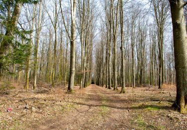 Trail On foot Libramont-Chevigny - Remagne étang gpx - Photo