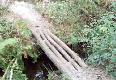 Trail Walking Moliets-et-Maâ - Étangs - Photo