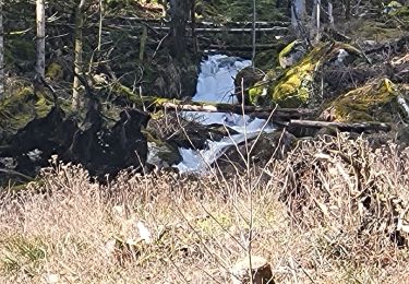 Percorso Marcia Rimbach-près-Masevaux - Rimbach - lacs du Neuweiher et des Perches par Rouge Gazon - Photo