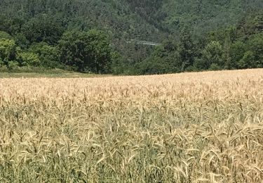 Randonnée Marche Grazac - Passerelles du Lignon  - Photo