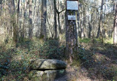 Percorso A piedi Dormitzer Forst - Wanderweg Rund um Unterschöllenbach - Photo