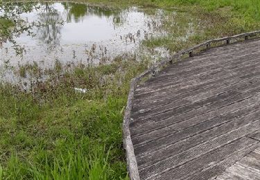 Percorso Marcia Bellevigne-les-Châteaux - BREZE: LE MARAIS - Photo