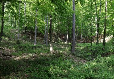 Excursión A pie Laufach - Roter Hase, Rundwanderweg Laufach - Photo