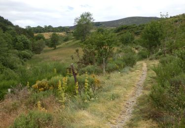 Trail Walking Loubaresse - Etape1 Cévenne ardéchoise 17km - Photo