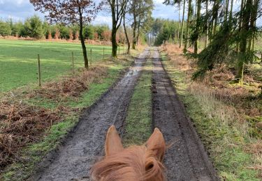 Trail Horseback riding Léglise - Campagne Traimont - Photo