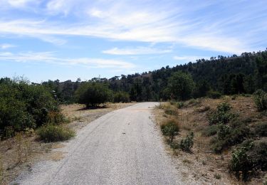 Percorso A piedi Guadarrama - [SL-M 44006] Bosque plateado - Photo