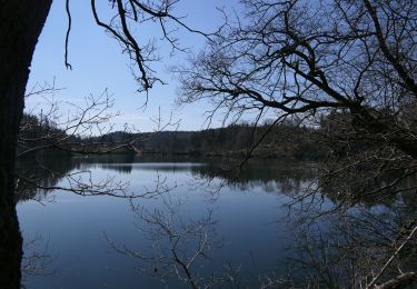 Excursión A pie Waimes - Tour du lac de Robertville et détour jusqu'au château de RheinhardStein - Photo