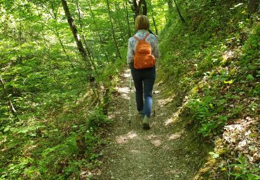 Trail Walking Saou - foret saou - Photo