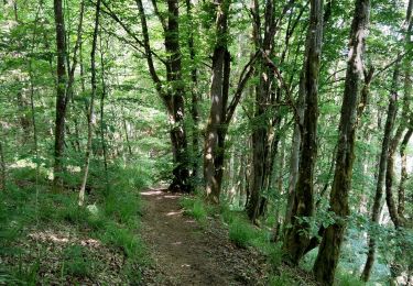 Trail Walking Esch-sur-Sûre - Promenade au lac de la Haute-Sûre   - Photo