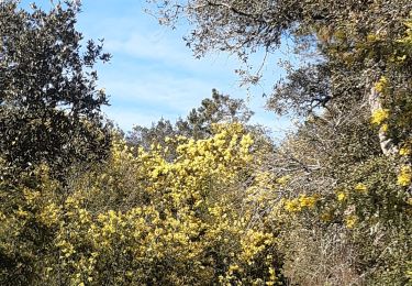 Tour Wandern Tanneron - Tanneron Forêt de Mimosas - Photo