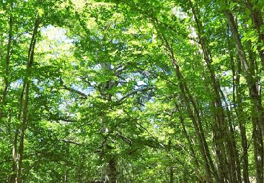 Percorso Marcia Andon - Les Canaux, Caussols Andon - Photo