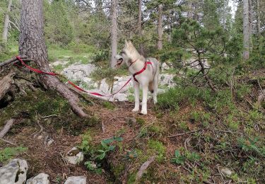 Trail Walking Fillière - chalet de l'angletaz pour Umi - Photo