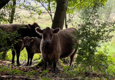 Tocht Stappen Tongeren - tongres - Photo