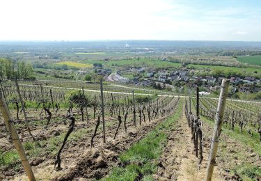 Tour Zu Fuß Unbekannt - Rheinsteig-Zuweg Dotzheim - Photo