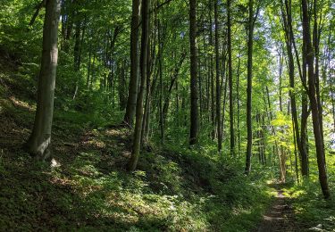 Excursión A pie Moravská Třebová - NS Boršovský les - Photo