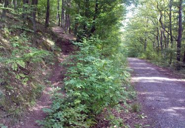 Tour Zu Fuß Knetzgau - Rundwanderweg Sand S 5 - Photo