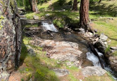 Trail Walking Saint-Dalmas-le-Selvage - Cabane de la Braisse - Photo