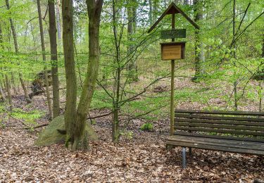 Tour Zu Fuß Dahlen - Ochsensaal-Jägereiche - Photo