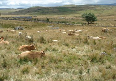 Trail Walking Peyre en Aubrac - CC_Velay_BA_05_Peyre-Aubrac_Nasbinals_20070819 - Photo