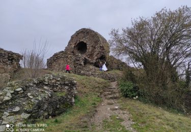 Trail Walking Thann - Thann - Photo