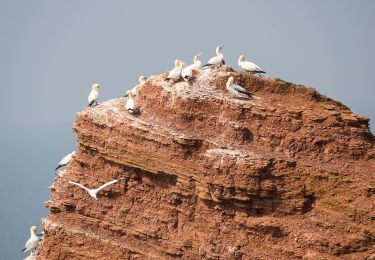 Randonnée A pied Helgoland - Naturpfad - Photo