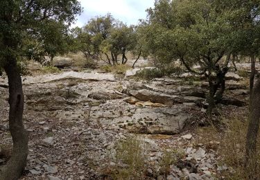 Tour Nordic Walking Montpeyroux - Font du Griffe Mont St Baudille Mars 2022 - Photo