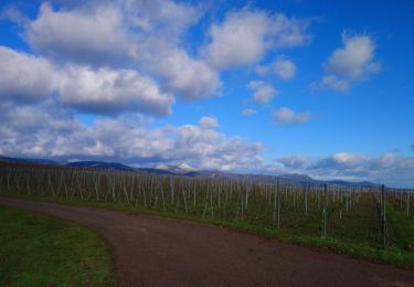 Trail Walking Kaysersberg-Vignoble - Boucle Kientzheim Nécropole de Sigolsheim  - Photo