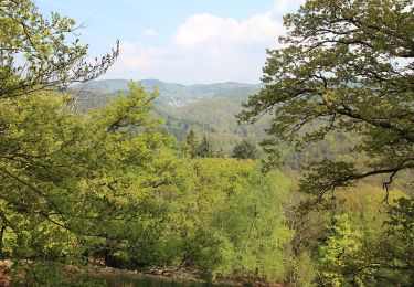 Randonnée A pied Schriesheim - Rundwanderweg Schafpferch 3: Ursenbach - Photo