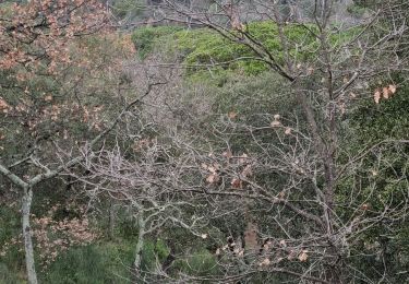 Trail Walking Fréjus - z la gardiette 03-01-23 - Photo