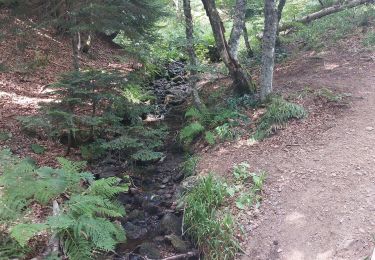 Tocht Stappen Chambon-sur-Lac - super bess - Photo